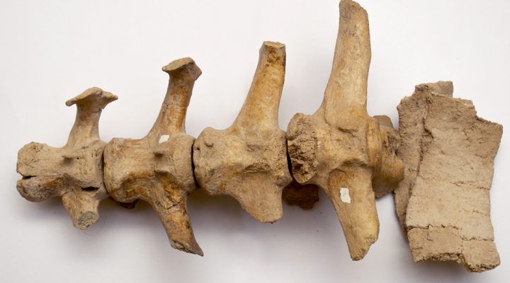 Hallan en la provincia de Buenos Aires restos de un gliptodonte con marcas de origen humano que replantean las hipótesis sobre el poblamiento de América