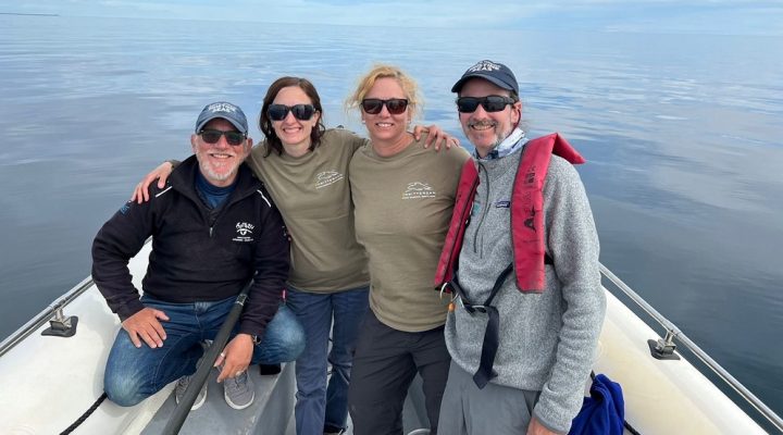 Un estudio revela que tan profundo nadan las ballenas en busca de alimento