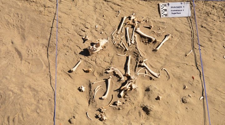 Primer registro sudamericano: descubren en Patagonia restos arqueológicos de un perro utilizado como animal de carga