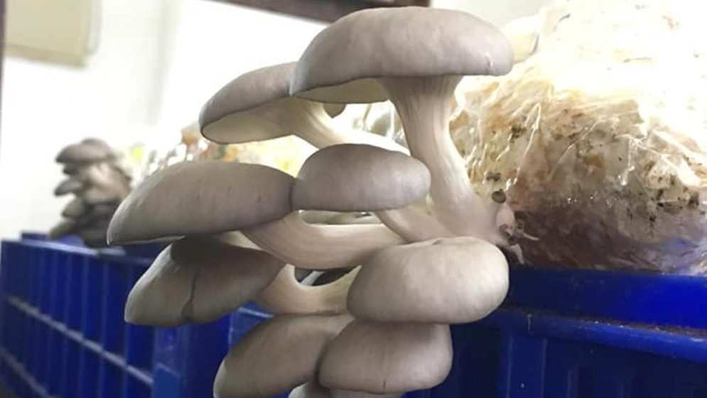 Edible mushrooms scientists manage to produce record volume of