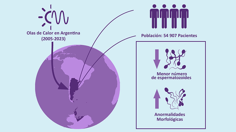 Comprueban que las olas de calor reducen la fertilidad masculina | CONICET