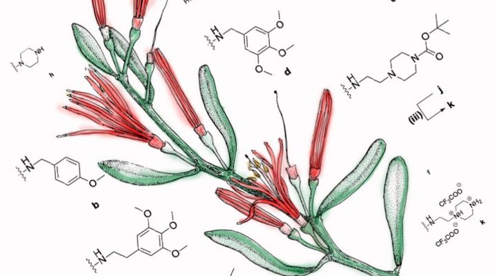 Desarrollan compuestos derivados de plantas que podrían incrementar la eficacia de las quimioterapias
