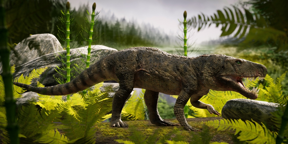 Reconstruyen el esqueleto de un antepasado del cocodrilo que vivió en la  Argentina hace 225 millones de años | CONICET
