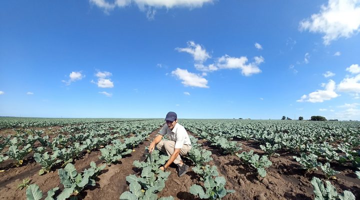 Biofortificación de alimentos para mejorar el sistema inmune