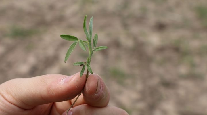 Desarrollan pasturas nativas más persistentes y nutritivas para optimizar rendimientos en la producción de carne bovina